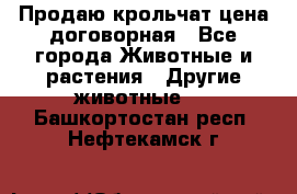 Продаю крольчат цена договорная - Все города Животные и растения » Другие животные   . Башкортостан респ.,Нефтекамск г.